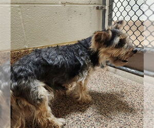 Mutt Dogs for adoption in Springfield, MA, USA