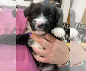 Mutt Dogs for adoption in Aurora, IN, USA