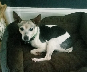 Rat Terrier Dogs for adoption in Candler, NC, USA