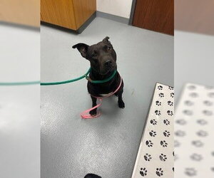 Mutt Dogs for adoption in St. Cloud, FL, USA