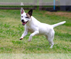 Labrador Retriever-Unknown Mix Dogs for adoption in Grovetown, GA, USA