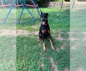 Doberman Pinscher Dogs for adoption in Aurora, OH, USA
