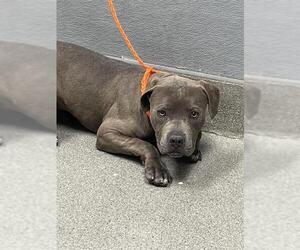 American Pit Bull Terrier-Unknown Mix Dogs for adoption in Las Vegas, NV, USA