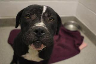 American Pit Bull Terrier-Unknown Mix Dogs for adoption in Gulfport, MS, USA