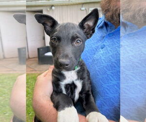 Border Collie-Jack Russell Terrier Mix Dogs for adoption in MECHANICSBURG, PA, USA