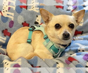 Chihuahua Dogs for adoption in Bellevue, WA, USA