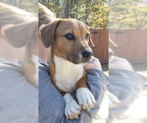 Dachshund Dogs for adoption in Pembroke, GA, USA