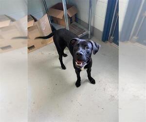 Labrador Retriever-Unknown Mix Dogs for adoption in Corpus Christi, TX, USA