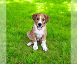 Greater Swiss Mountain Dog Dogs for adoption in Menifee, CA, USA