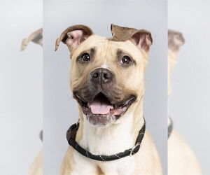 Bullboxer Pit Dogs for adoption in Ogden, UT, USA