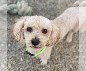 Poodle (Toy) Dogs for adoption in San Diego, CA, USA