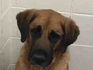 Leonberger Dogs for adoption in Missoula, MT, USA