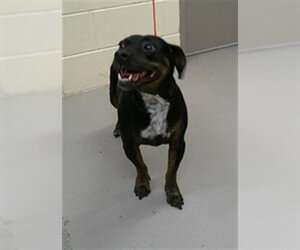 Dachshund-Unknown Mix Dogs for adoption in Sanford, FL, USA