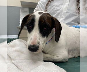 Plott Hound-Unknown Mix Dogs for adoption in Las Vegas, NV, USA