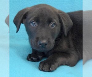 Labrador Retriever-Unknown Mix Dogs for adoption in Eureka, CA, USA