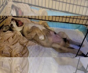 Border-Aussie Dogs for adoption in Columbus, IN, USA