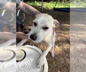 Chihuahua-Unknown Mix Dogs for adoption in San Antonio, TX, USA