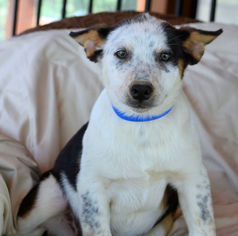 Australian Cattle Dog Dogs for adoption in Bon Carbo, CO, USA