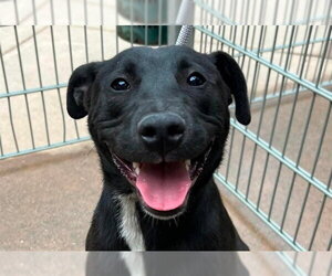 Mutt Dogs for adoption in Martinez, CA, USA