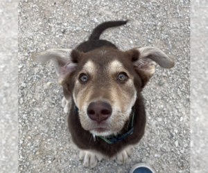 German Shepherd Dog-Siberian Husky Mix Dogs for adoption in Bolivar, MO, USA