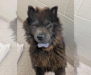 Chow Chow Dogs for adoption in Brighton, CO, USA