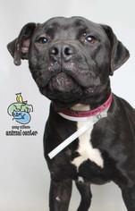 American Pit Bull Terrier-Unknown Mix Dogs for adoption in Knoxville, TN, USA