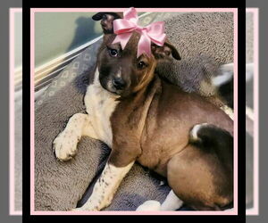 Border Collie-Chocolate Labrador retriever Mix Dogs for adoption in Mt. Laurel, NJ, USA