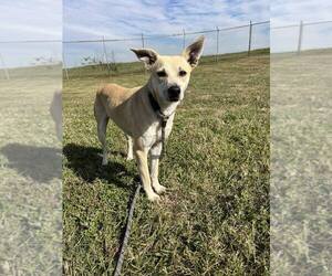 Mutt Dogs for adoption in Abbeville, LA, USA
