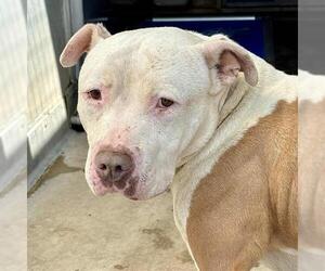 American Pit Bull Terrier Dogs for adoption in Camarillo, CA, USA