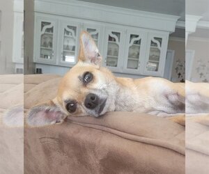 Chihuahua-Unknown Mix Dogs for adoption in Spring, TX, USA