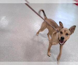 Carolina Dog-Unknown Mix Dogs for adoption in Louisville, KY, USA