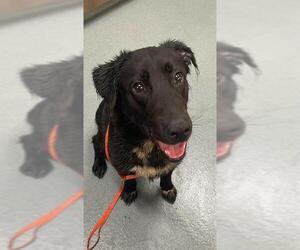 Borador Dogs for adoption in Baytown, TX, USA