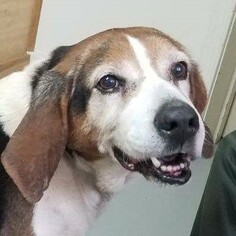 Mutt Dogs for adoption in Lovingston, VA, USA