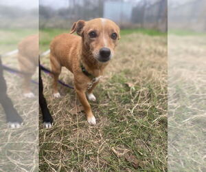 Chihuahua Dogs for adoption in FRAMINGHAM, MA, USA
