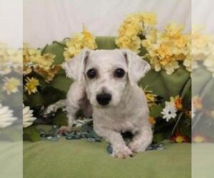 Bichon Frise Dogs for adoption in St. Cloud, MN, USA