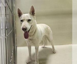 Siberian Husky Dogs for adoption in Bakersfield, CA, USA