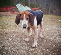 Treeing Walker Coonhound Dogs for adoption in Greenfield, MA, USA
