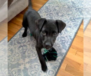 Mutt Dogs for adoption in Bristol, CT, USA