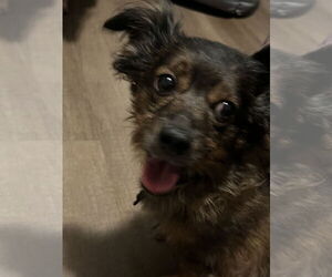 Chiweenie Dogs for adoption in MIDWAY, UT, USA