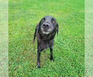 Labrador Retriever-Unknown Mix Dogs for adoption in Unionville, PA, USA