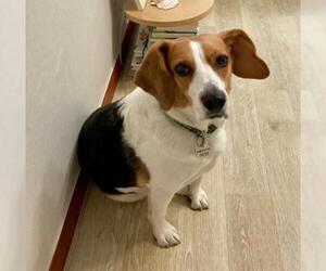 Beagle Dogs for adoption in Agoura Hills, CA, USA
