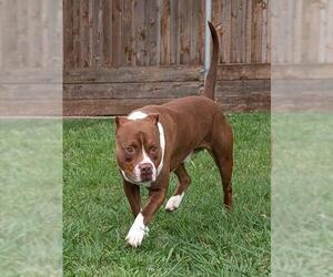 American Pit Bull Terrier Dogs for adoption in Plano, TX, USA