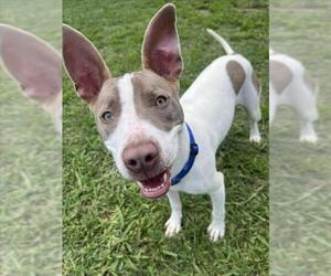 American Pit Bull Terrier-Unknown Mix Dogs for adoption in Plano, TX, USA