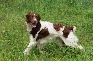 Brittany Dogs for adoption in Social Circle, GA, USA