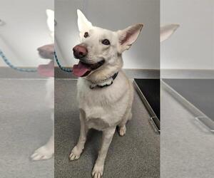 German Shepherd Dog Dogs for adoption in Rancho Cucamonga, CA, USA