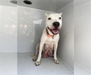 American Pit Bull Terrier-Dogo Argentino Mix Dogs for adoption in Houston, TX, USA