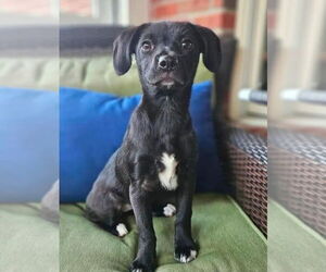 Doxle Dogs for adoption in Aurora, IN, USA