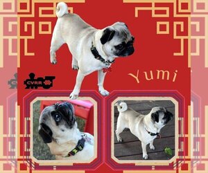 Pug Dogs for adoption in Lindsay, CA, USA