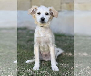 Spaniel-Unknown Mix Dogs for adoption in PIPE CREEK, TX, USA