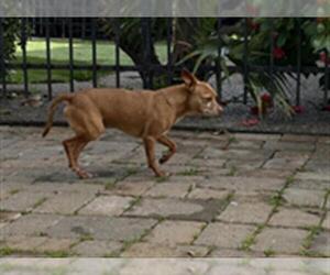 Chihuahua Dogs for adoption in Martinez, CA, USA